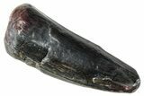 Dinosaur-Eating Crocodile (Sarcosuchus) Tooth - Niger #282098-1